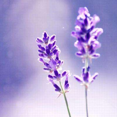 瑞雪花图旧版下载